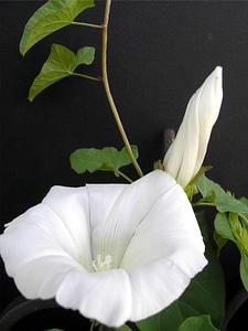 Flowers sweet nature