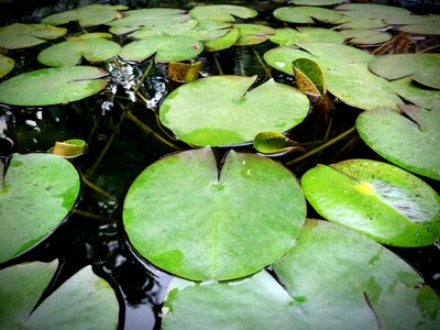 The lotus pond lotus leaf water photo
