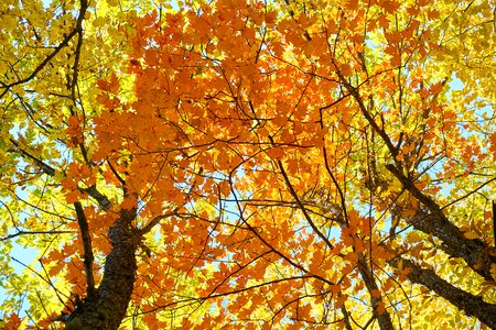 Nature beautiful background
