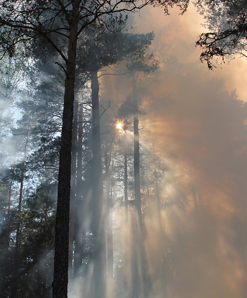 Conservation burning for conservation styggkärret