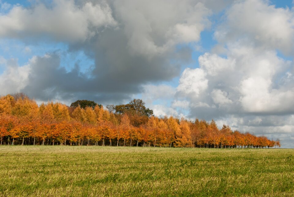 Trees colors fall colors