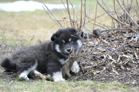 Animals pet cute