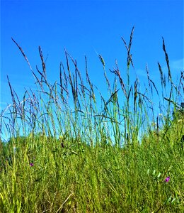 Summer himmel nature photo