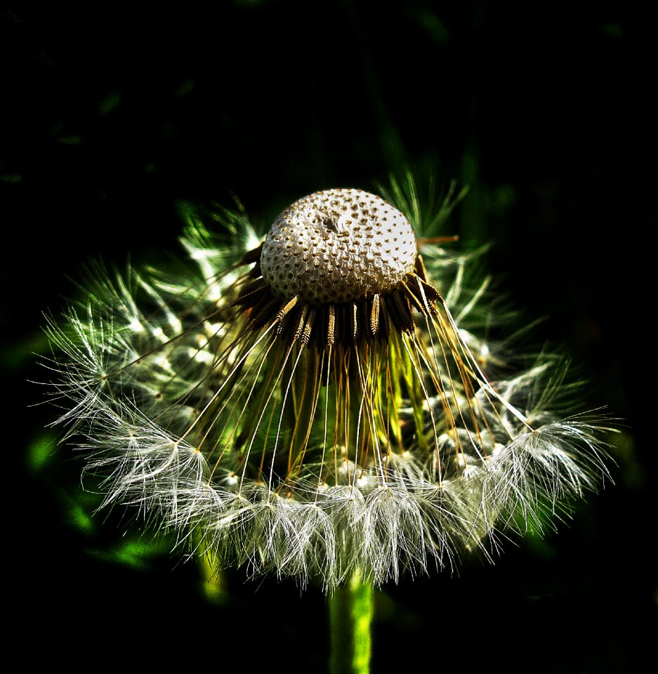 Infructescence common dandelion taraxacum sect