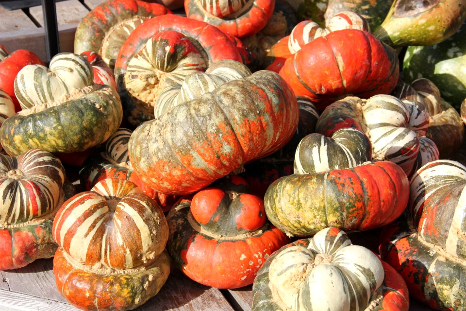 Autumn harvest squash