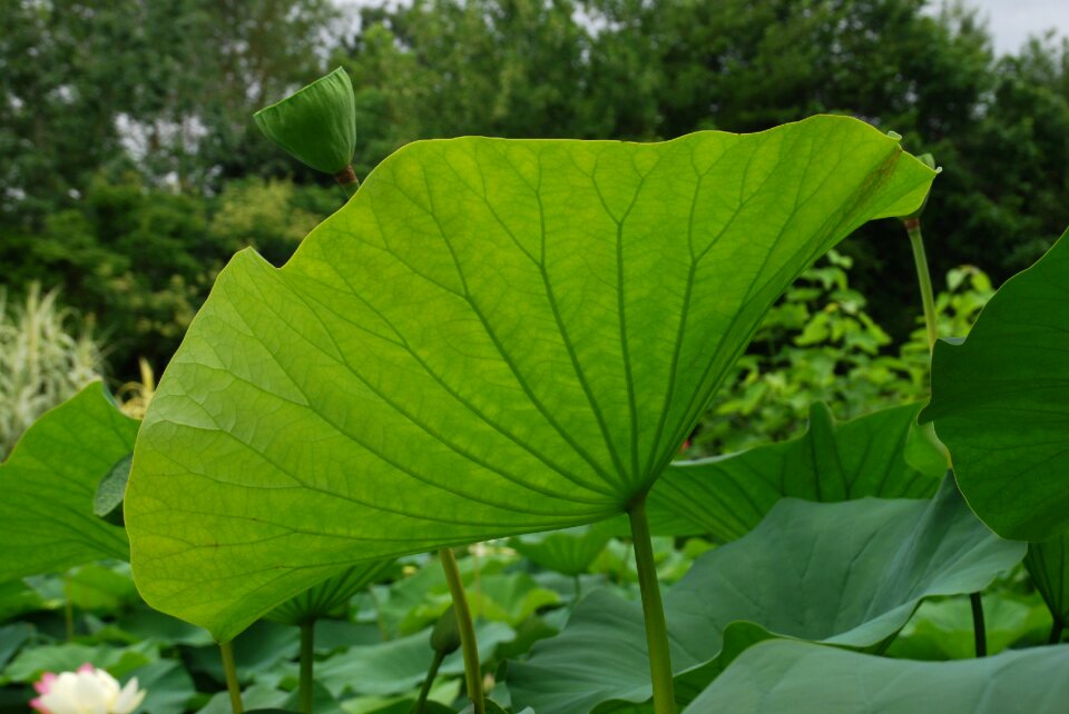 Leaf lotus water garden