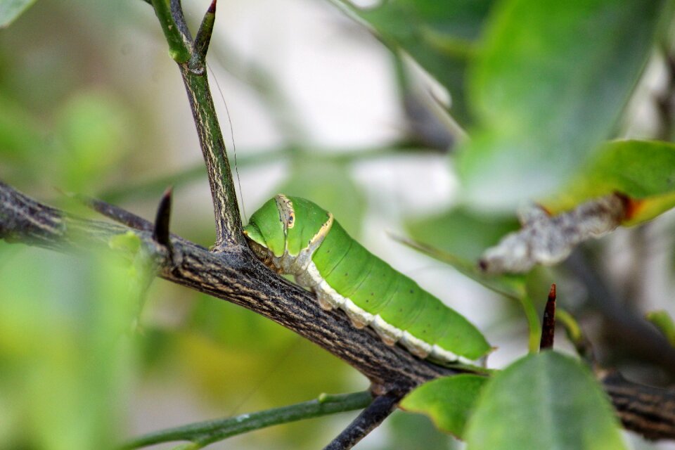 Animal larva wildlife