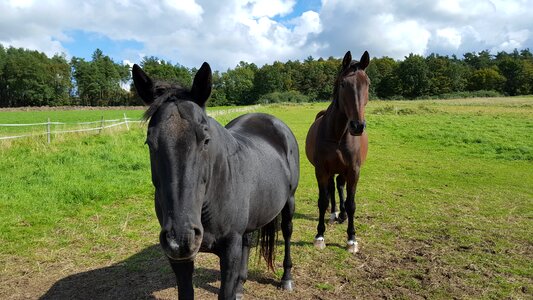 Horses coupling grazing