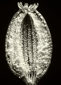 Fruit poppy capsule macro