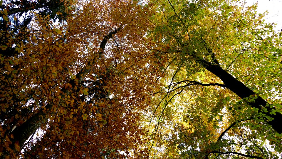 Autumn trees canopy photo