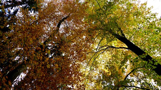 Autumn trees canopy