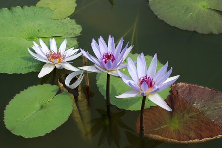 Water lily aquatic plant flower
