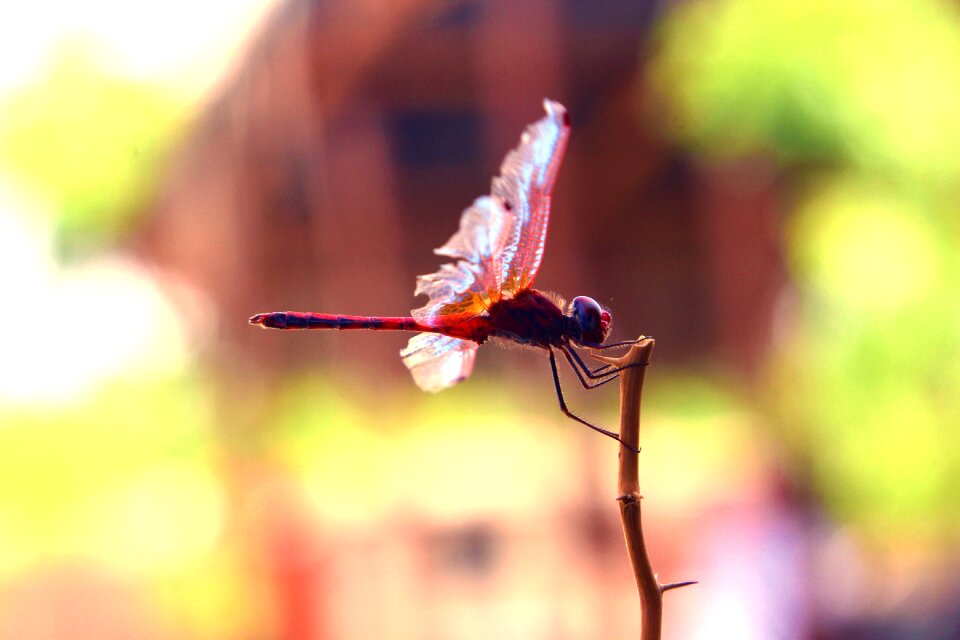 Wings nature