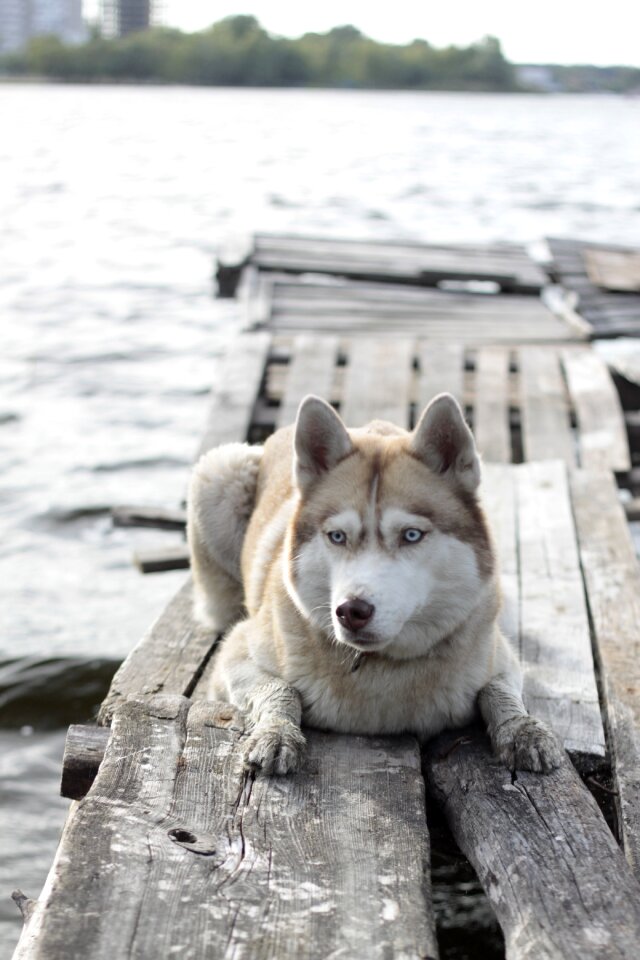Animal pets siberian
