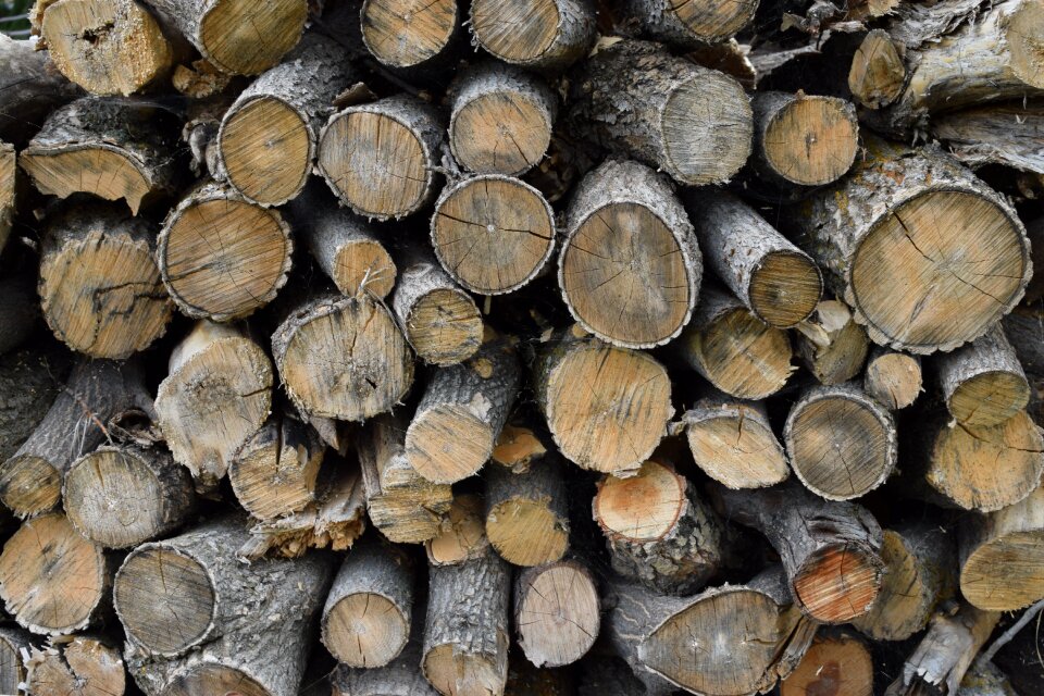 Trees forest tree trunks