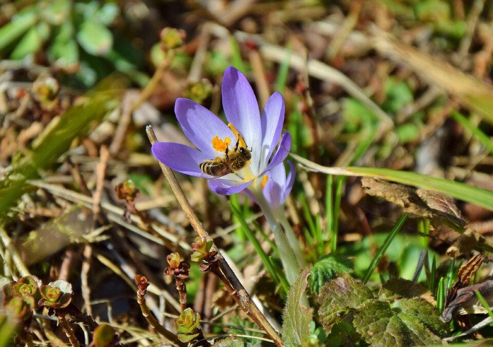 Korkus bee spring flower bee