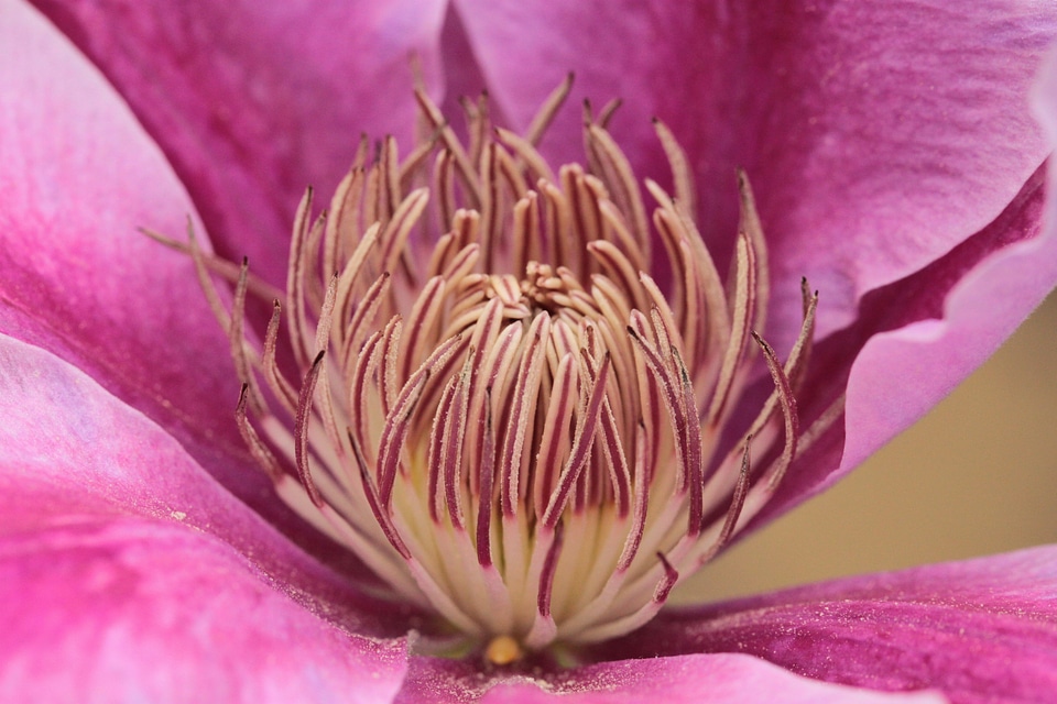 Bloom flowers flower