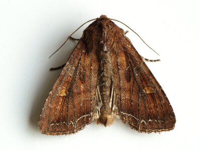 Moth bug summer