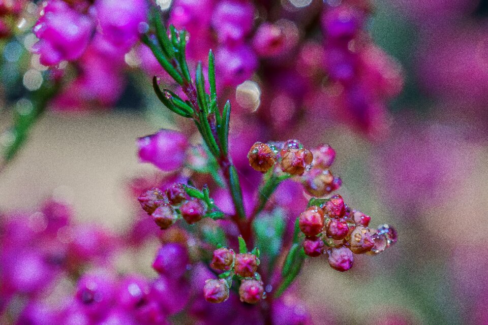 Plant violet heide photo