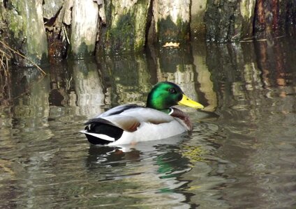 Water bird nature mallard duck photo