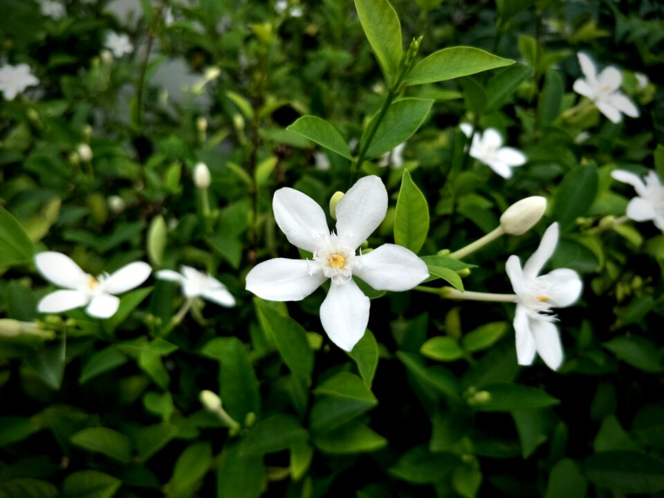 White flower blade