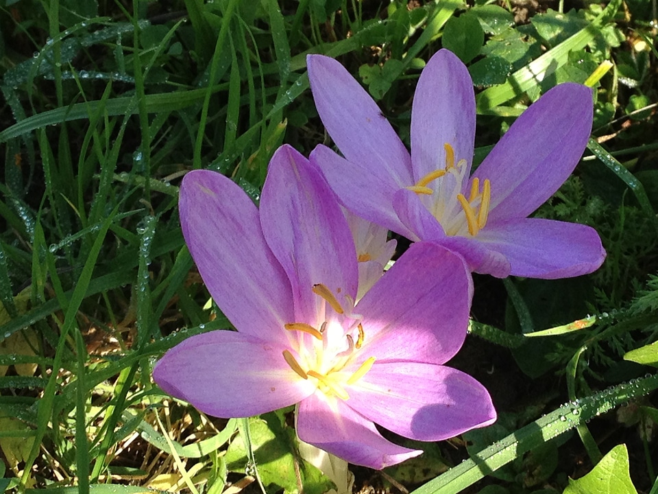 Spot sunspot purple