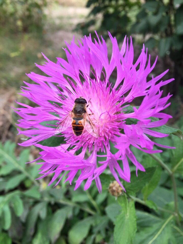 Nature bright colors chrysanthemum