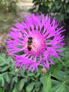 Nature bright colors chrysanthemum