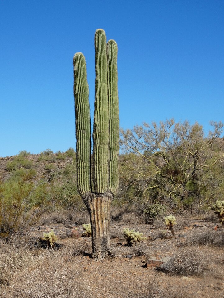 Arizona cactus southwest