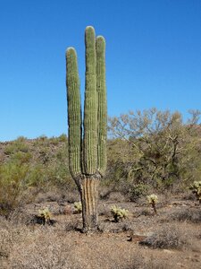 Arizona cactus southwest photo
