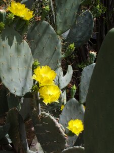 Yellow summer cacti