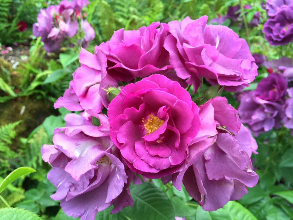 Flowers horticulture spring