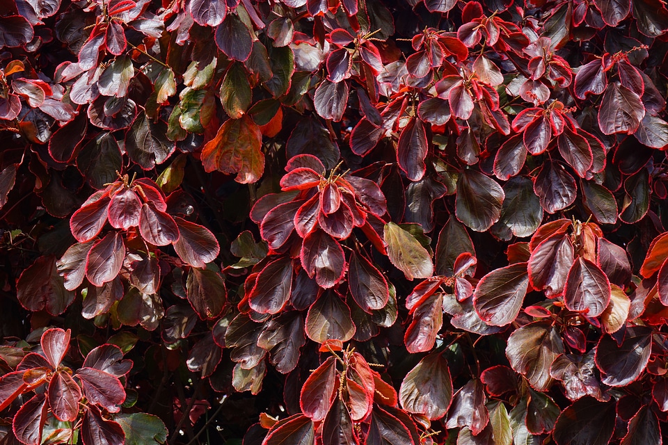 Wine red reddish acalypha wilkesiana