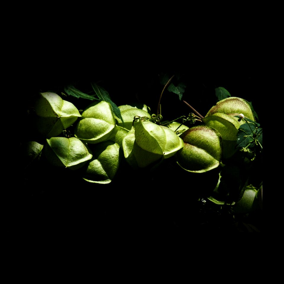 Nature fruiting vitamins