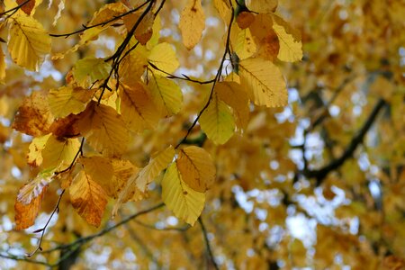 Season nature branch