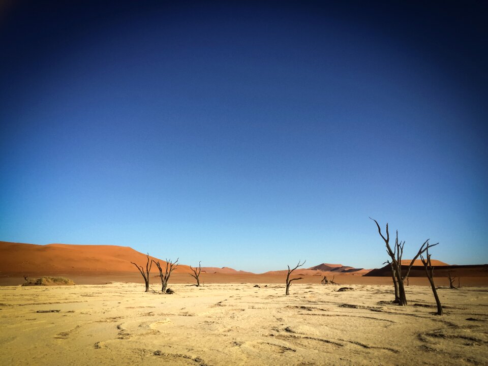 Landscape safari nature