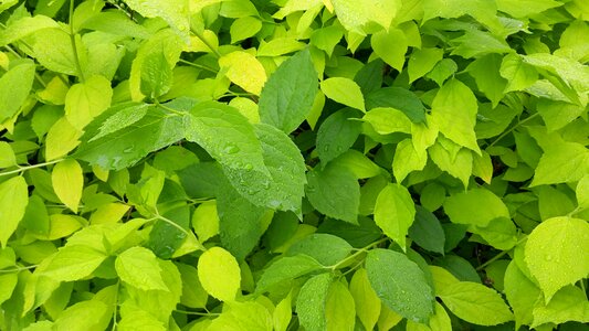 Green leaves spring summer