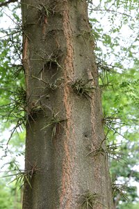 Bark nature forest