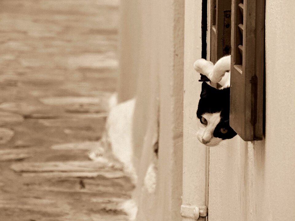 Felines animal animals