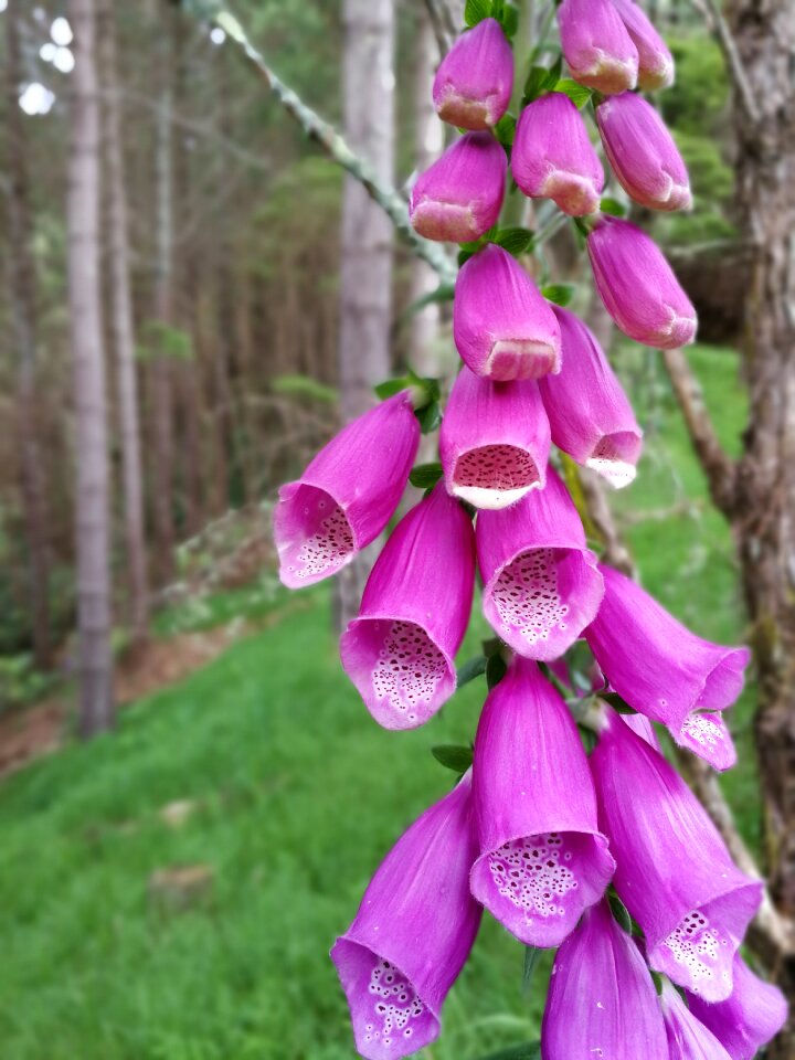 Purple flowers forest