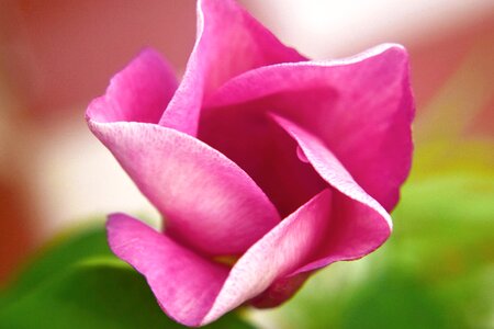 Pink nature petals