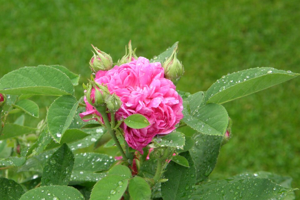 Rose de resht pink raindrop