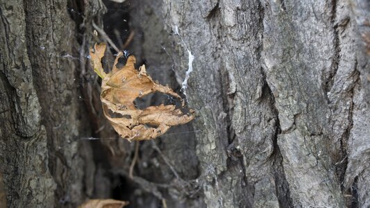 Leaf tree nature