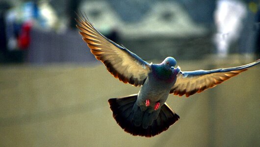 Wings spread backlit backlight