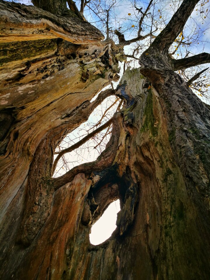 Guizhou province 锦屏县 wendou miao village the millennium ancient ginkgo biloba tree chinese humanities of the ancient tree