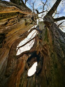 Guizhou province 锦屏县 wendou miao village the millennium ancient ginkgo biloba tree chinese humanities of the ancient tree
