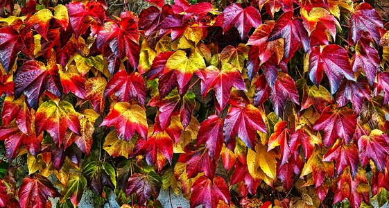 Leaf coloring sunlight illuminated photo