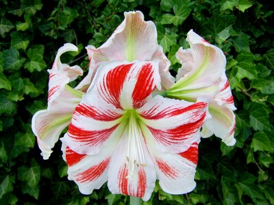 Red-and-white cone inflorescence onion flower photo