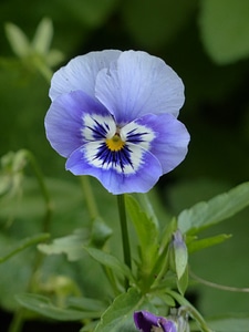 Blue flora flower photo