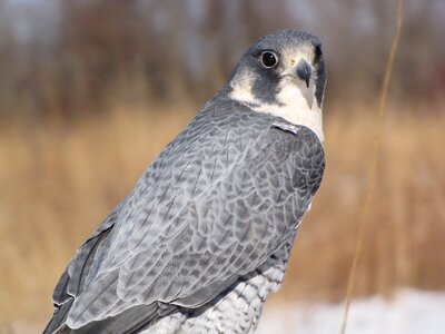 Falcon wildlife nature